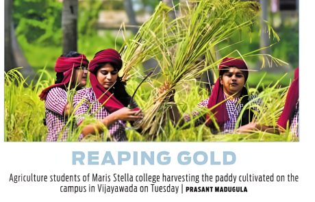 Students of Agriculture & Rural Development  Harvesting